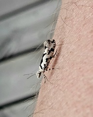 Ypsolopha sequella