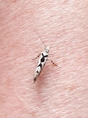 Ypsolopha sequella