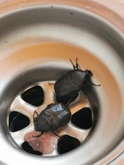 Protaetia morio