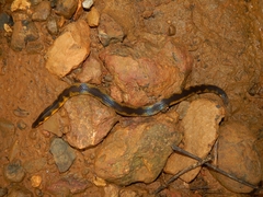 Uropeltis macrolepis