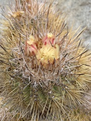 Copiapoa rupestris