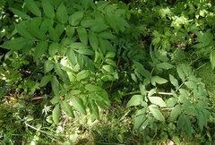 Angelica sylvestris