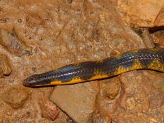 Uropeltis macrolepis
