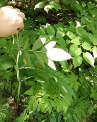 Angelica sylvestris