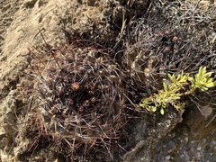 Neowerdermannia chilensis