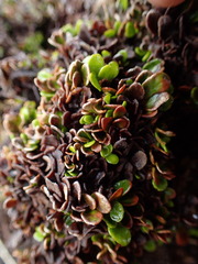 Notogrammitis crassior