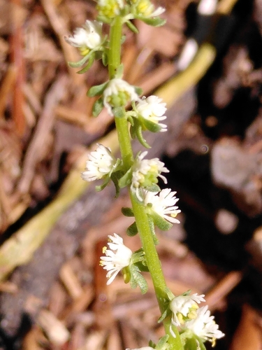 Reseda jacquinii