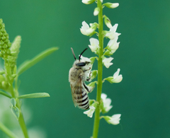 Colletes alini
