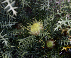Banksia pteridifolia