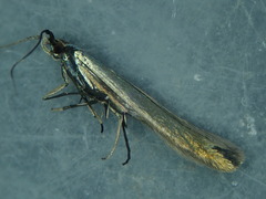 Coleophora deauratella