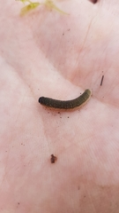 Rhadinoceraea micans