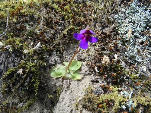Pinguicula moranensis