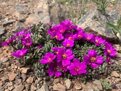 Portulaca philippii
