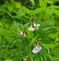 Vicia sepium