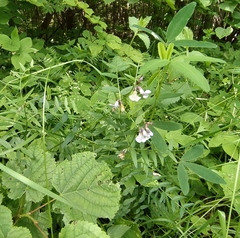 Vicia sepium