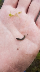 Rhadinoceraea micans