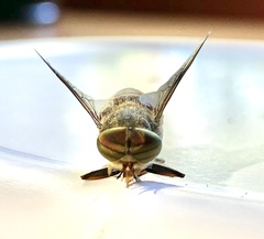 Hybomitra bimaculata