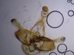 Coleophora deauratella