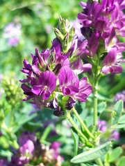 Medicago sativa