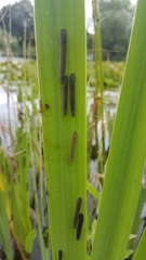 Rhadinoceraea micans