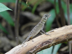 Short-Crested Bay Island Forest Lizard photo 2