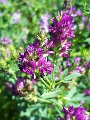 Medicago sativa