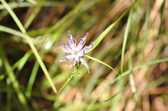 Phyteuma scheuchzeri