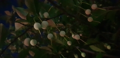 Cornales