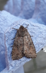 Apterogenum ypsillon