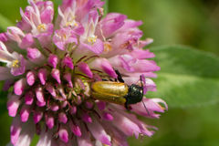 Labidostomis longimana