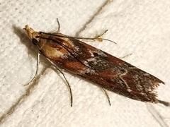 Ancylosis cinnamomella