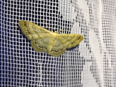 Idaea deversaria