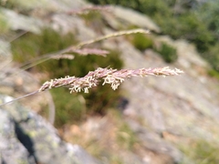 Festuca arvernensis