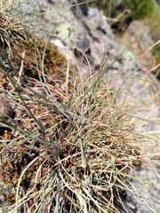 Festuca arvernensis
