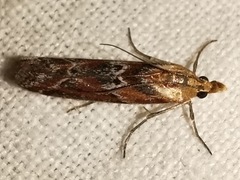 Ancylosis cinnamomella