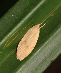 Paralithosia shaowuica