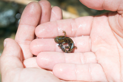 Salamandra salamandra