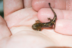 Salamandra salamandra