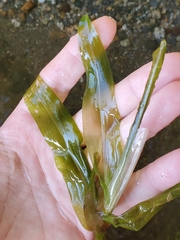 Potamogeton praelongus