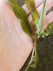 Potamogeton praelongus