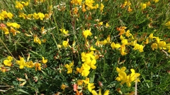 Lotus corniculatus