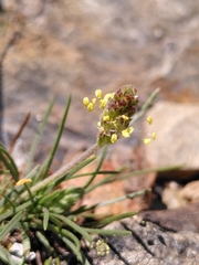 Plantago holosteum