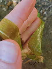 Potamogeton praelongus