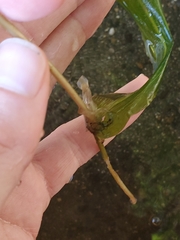 Potamogeton praelongus