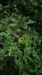 Maniola jurtina