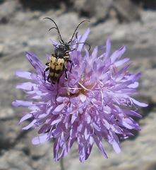 Judolia erratica