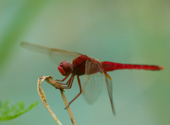 Crocothemis
