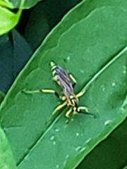Ichneumon