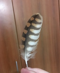 Falco tinnunculus