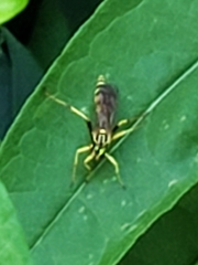 Ichneumon